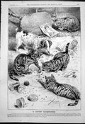 Antique Old Print Catchy Catastrophe Cats Playing With Beechams Pills 1891 19th