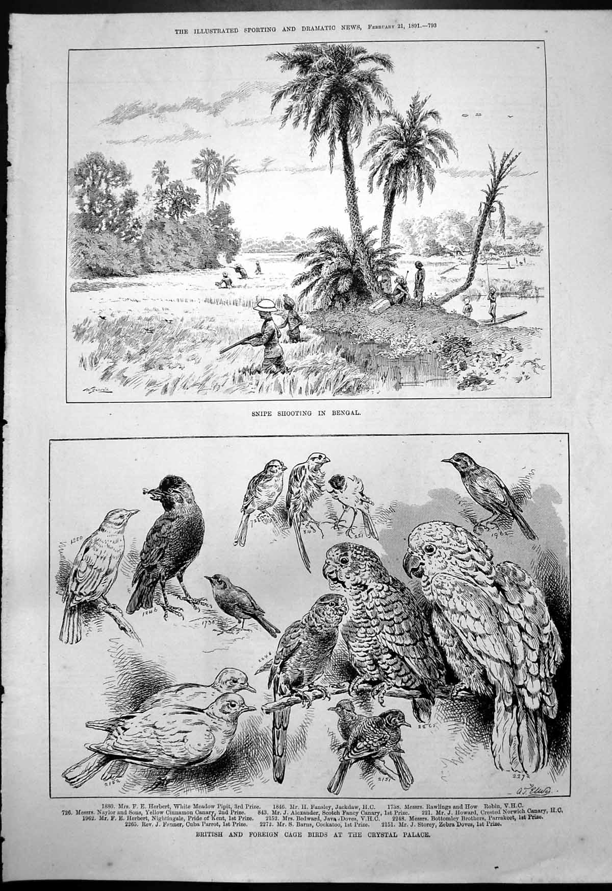 Old Snipe Shooting Bengal British Foreign Cage Birds Crystal Palace 18th