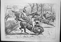 Original Old Antique Print Blundered At Last Fence J Sturgess Horse Falls 1891