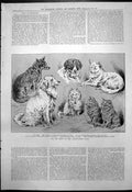 Old Dog Show Agricultural Hall Dingo St Bernard Prince Wales Perla189 Victorian
