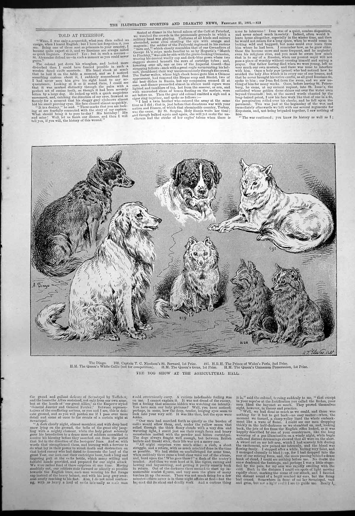 Old Dog Show Agricultural Hall Dingo St Bernard Prince Wales Perla189 Victorian