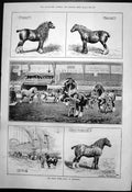 Old Shire Horse Show Islington London Scottish School Arms Dance 1891 Victorian