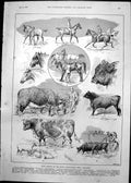 Old Prize Animals Royal Agricultural Show Doncaster Cattle Sheep 1891 Victorian