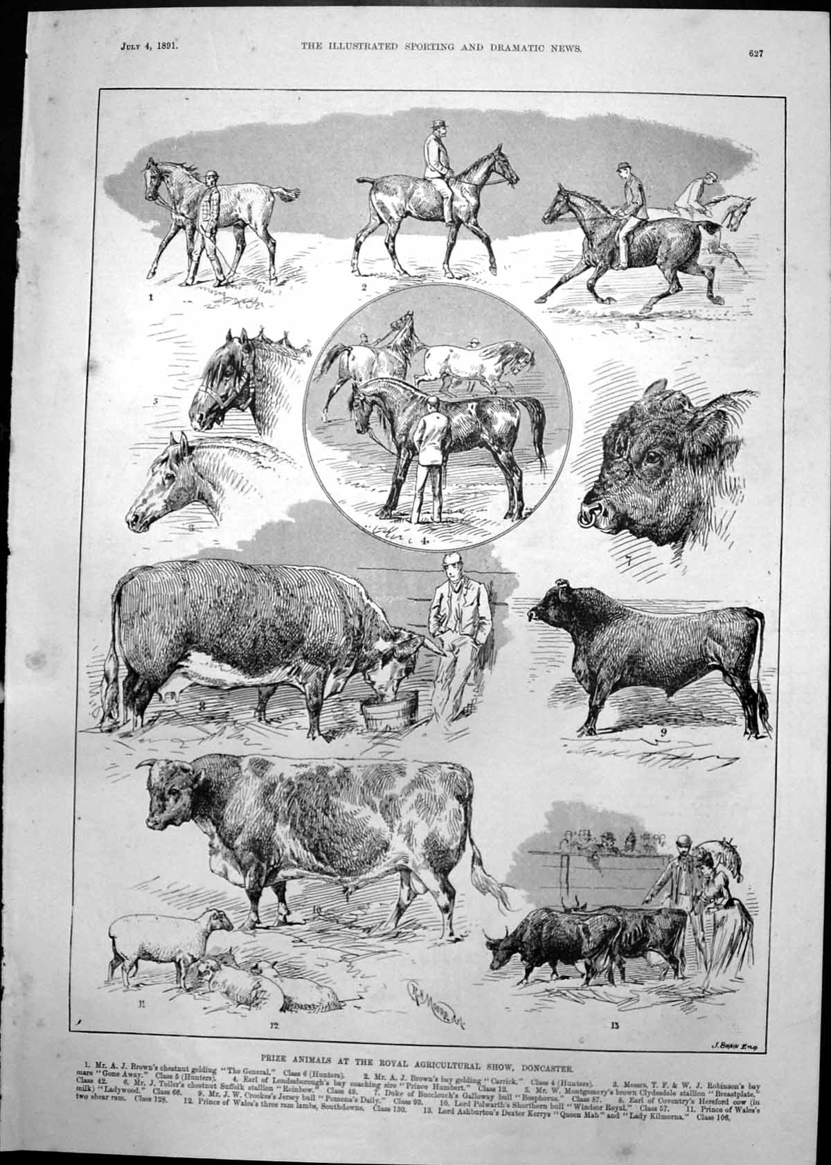 Old Prize Animals Royal Agricultural Show Doncaster Cattle Sheep 1891 Victorian