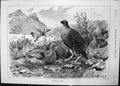 Antique Old Print Grouse Home Percy Craft Salt Water Championship Cup 1891 19th
