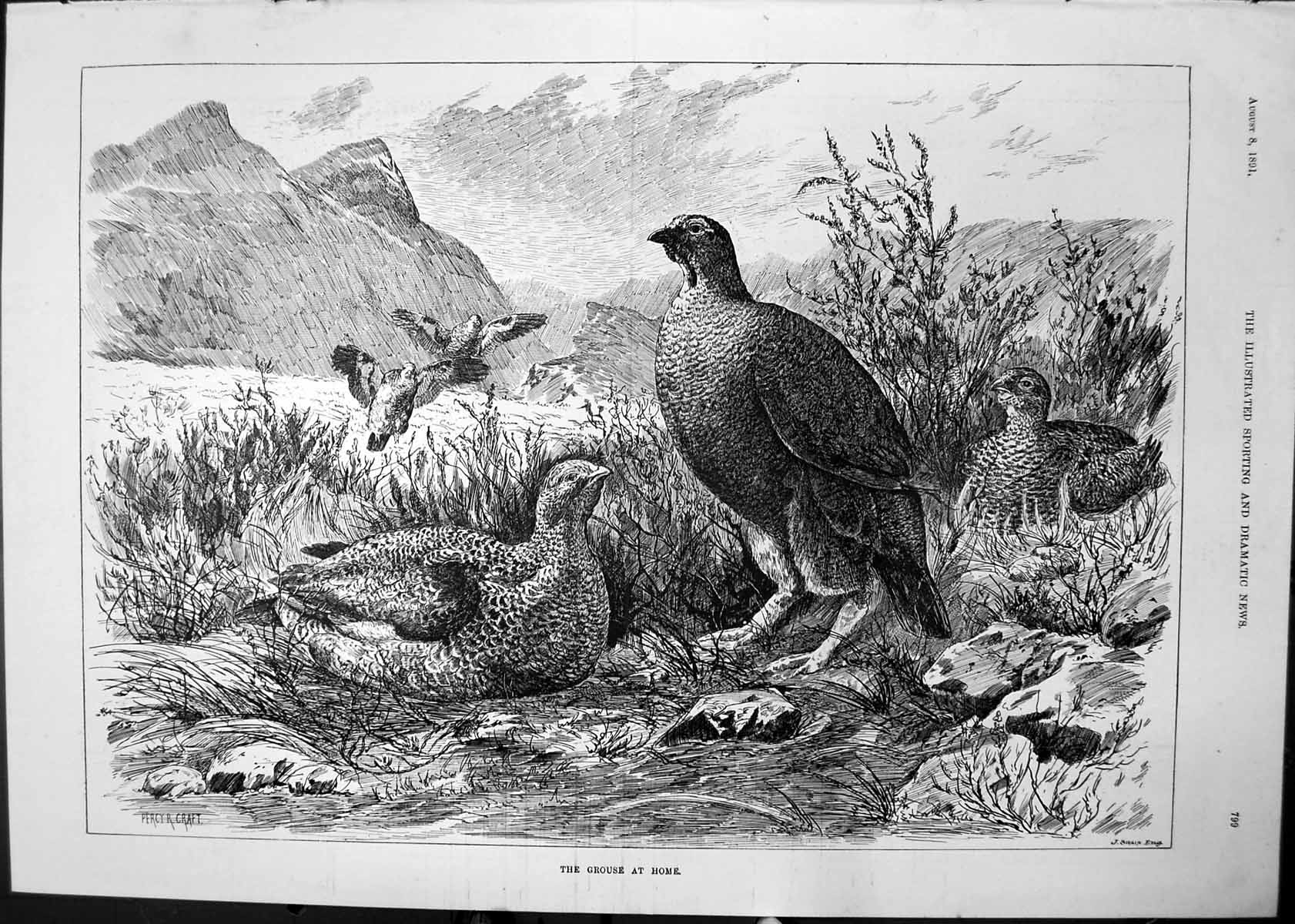 Antique Old Print Grouse Home Percy Craft Salt Water Championship Cup 1891 19th
