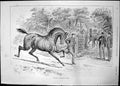 Old Showing Roadster Stallion Sturgess Pier Lowestt Regatta Day 1891 Victorian