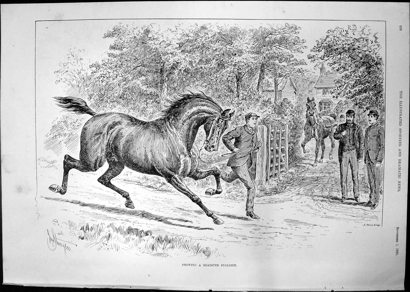 Old Showing Roadster Stallion Sturgess Pier Lowestt Regatta Day 1891 Victorian