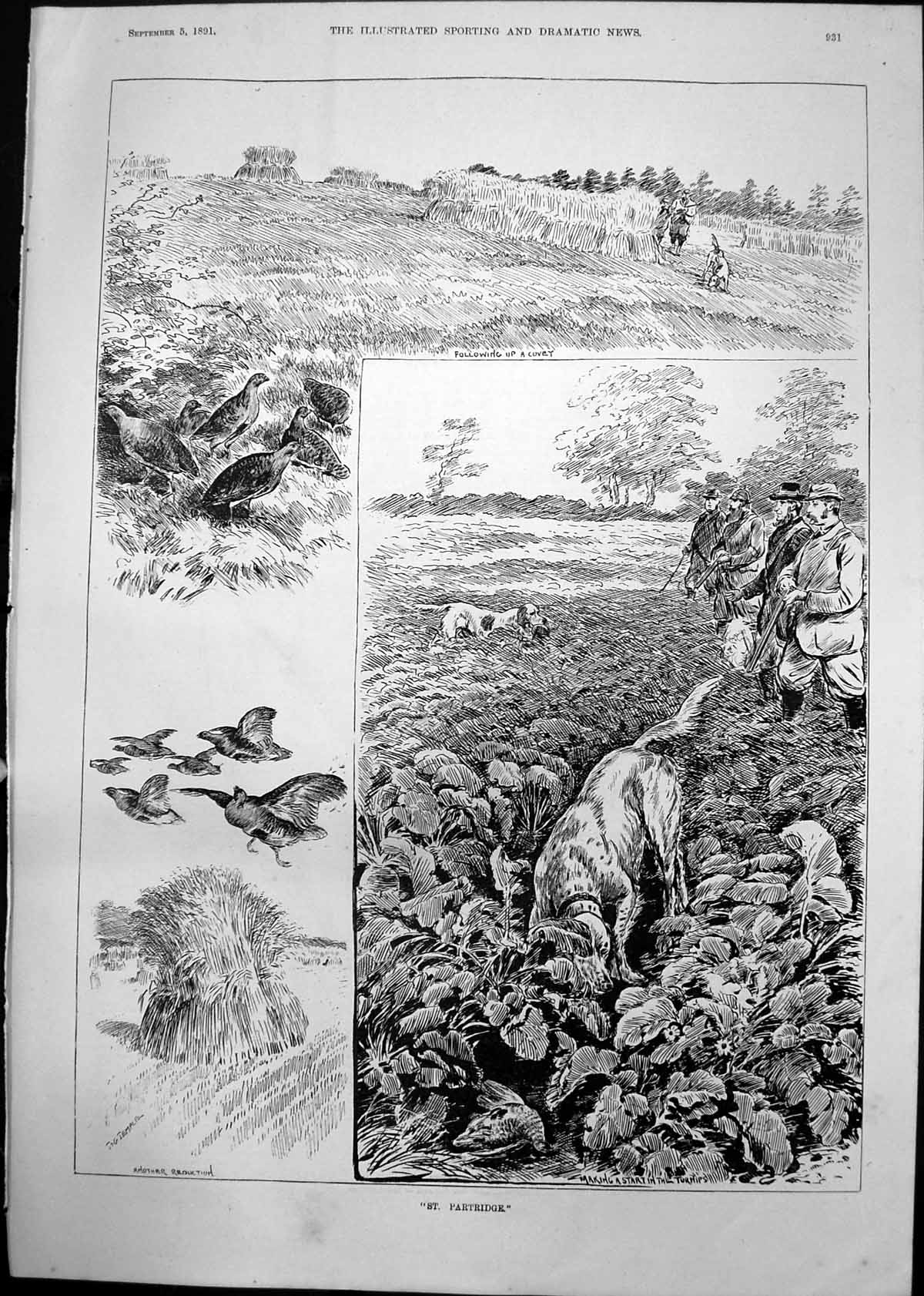 Old St Partridge T Temple Following Covey Dogs Starting Turnips 1891 Victorian