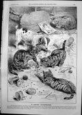 Old Print Beechams Pills Catchy Catastrophe Durham Cathedral Castle 1891 19th
