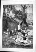 Antique Print Hunting What A Surprise B Munns Rider Falls River Ducks 1892 19th