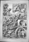 Old Monkey Shooting India J Swain Waiting Camp Head Indian Monkey1892 Victorian