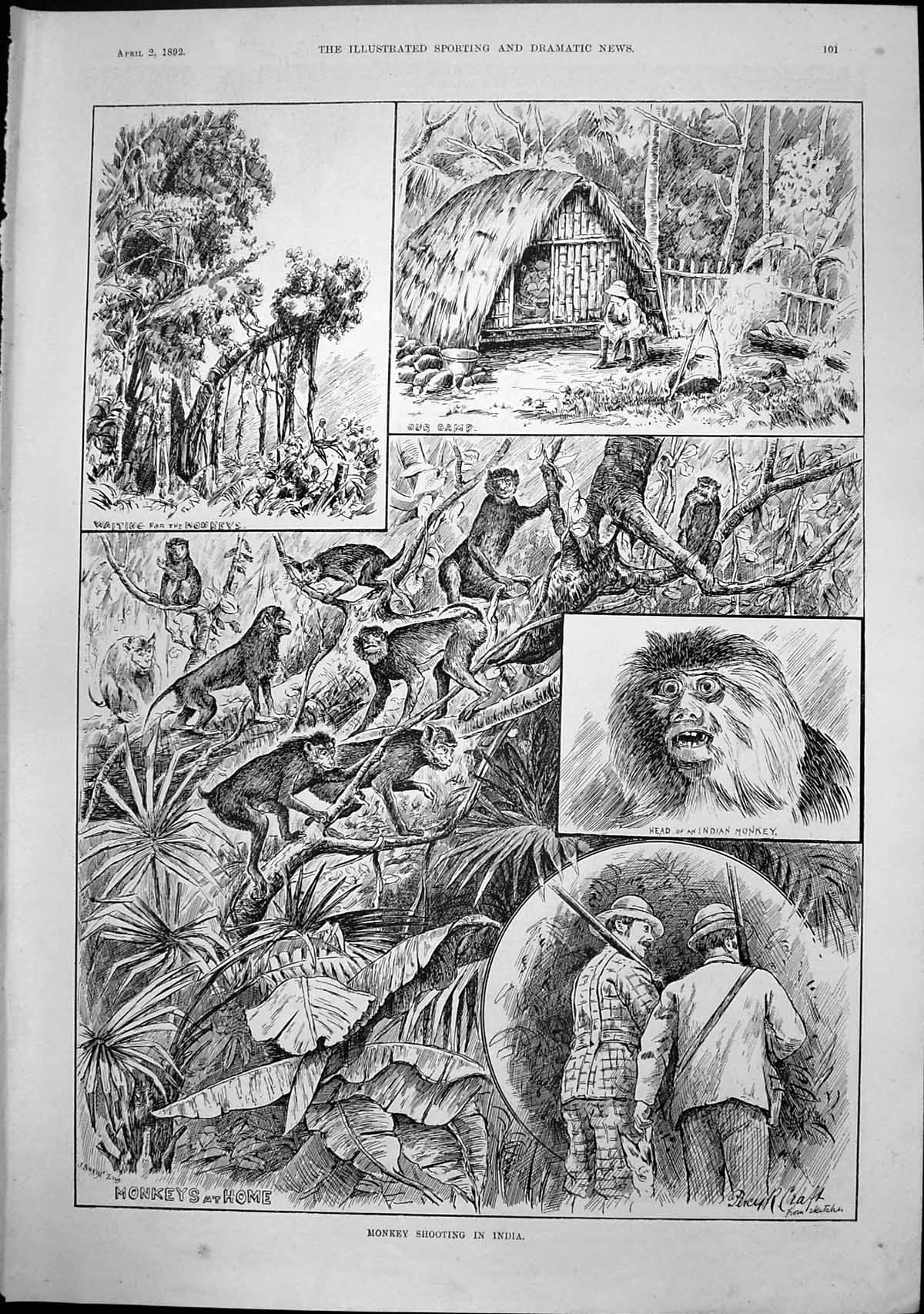 Old Monkey Shooting India J Swain Waiting Camp Head Indian Monkey1892 Victorian