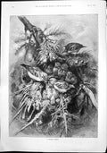 Antique Old Print Hungry Family A Specht Mother Bird Feeding Chicks Nest 1892