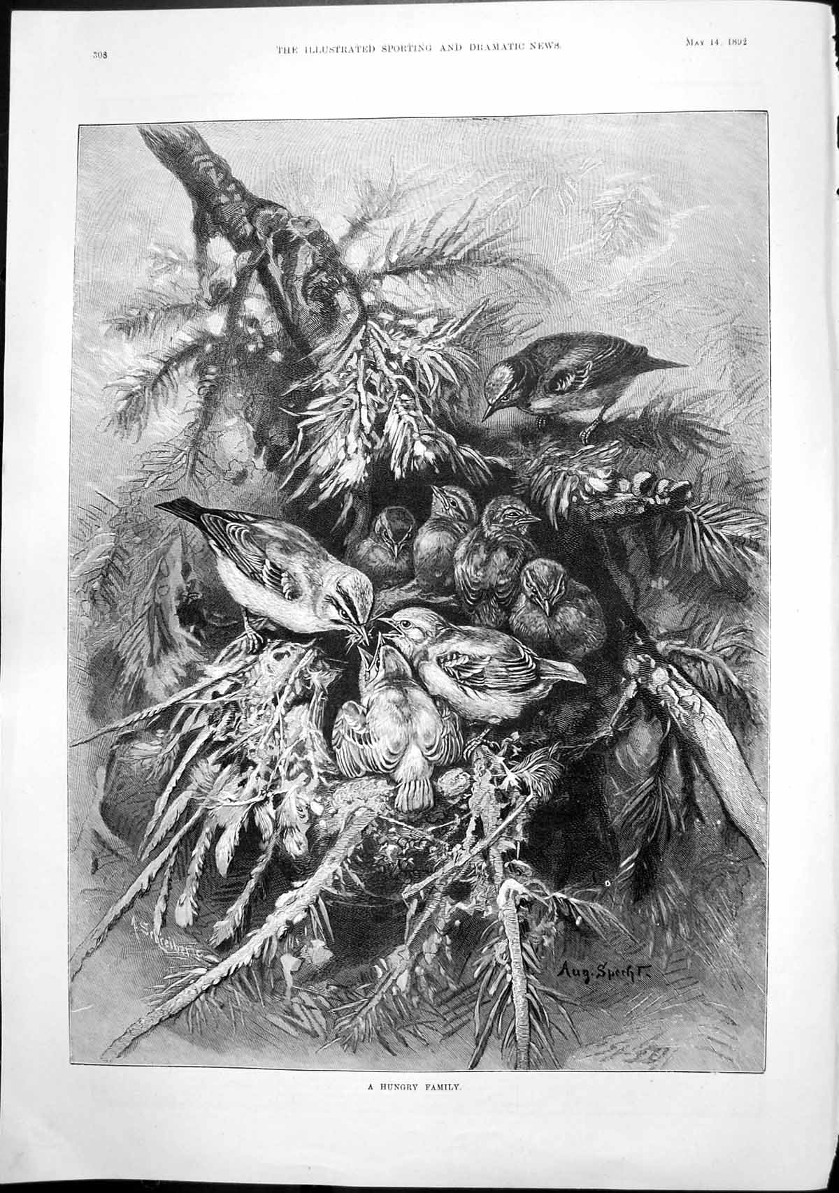 Antique Old Print Hungry Family A Specht Mother Bird Feeding Chicks Nest 1892