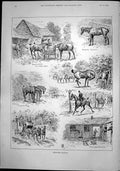 Old Summering Hunters Feeding Trough Fighting Flies Leaders Coach 189 Victorian