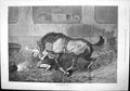 Antique Print Nobblers Fate Stanley Berkeley Knocked Over Bitten Horse 1892