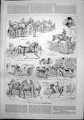 Antique Old Print Horses Hounds Peterborough Show Hunter Foals Hackney 1892