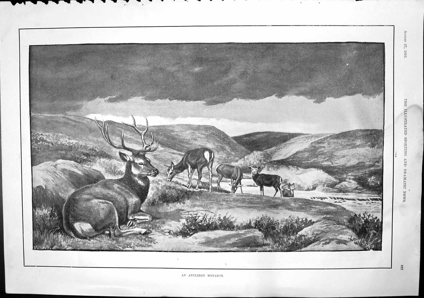 Antique Old Print An Antlered Monarch Deer Grazing Moor Stags Antlers 1892 19th