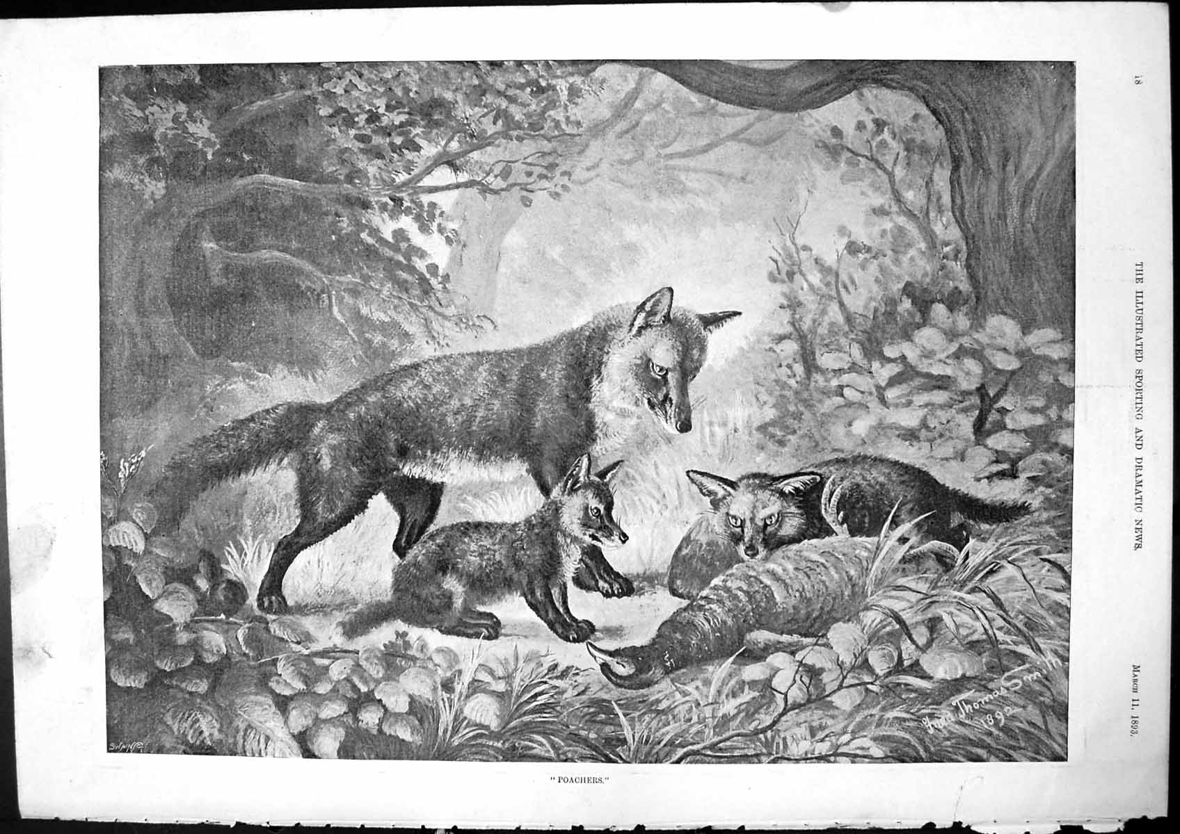 Antique Old Print Poachers Fox Cubs Costumes Alexandra Royalty Theatre 1893