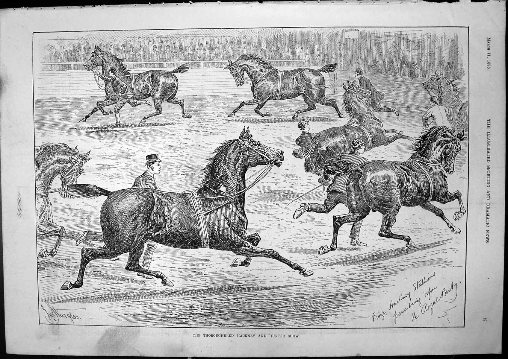 Original Old Antique Print Thoroughbred Hackney Hunter Show Sturgess 1893 19th