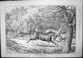 Antique Old Print Turning Out Brood Mares J Sturgess Horses Gate Opened 1893