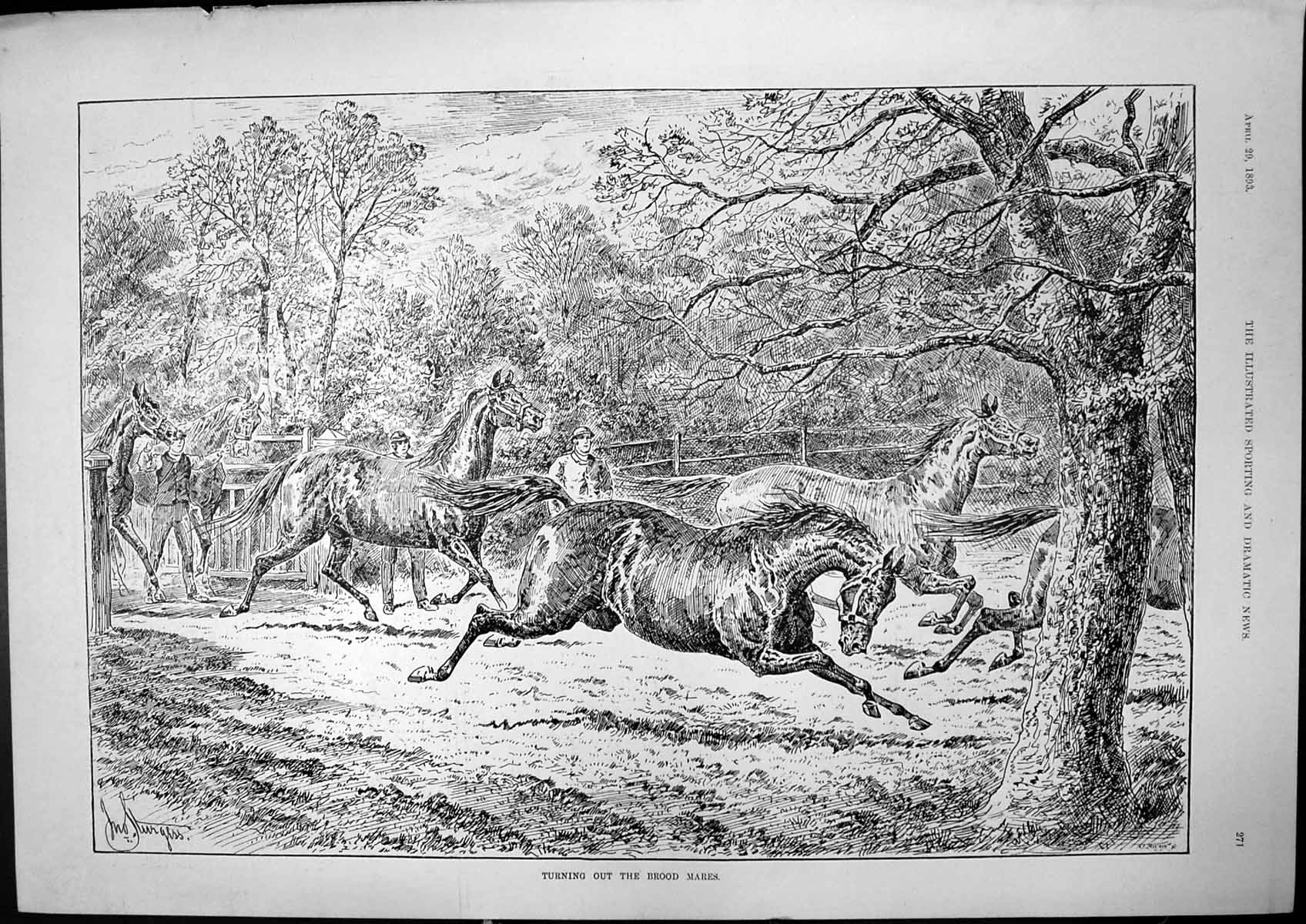 Antique Old Print Turning Out Brood Mares J Sturgess Horses Gate Opened 1893