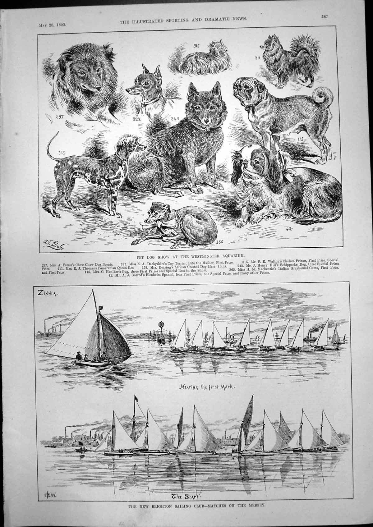 Antique Print Dog Show Westminster Aquarium New Brighton Sailing Club 1893 19th