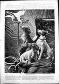 Old Print Waiting For Tip Three Dogs Chair Parrot Perch Fannie Moody 1893 19th