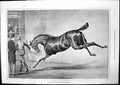 Old Any Child Can Ride Him Vide Catalogue Sturgess Horse Galloping 18 Victorian
