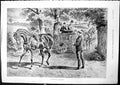 Old Conscious Admiration Sturgess Horses Clifton College Cricket 1893 Victorian
