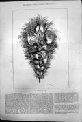 Original Old Antique Print Bouquet Game Pairs Birds Form Bouquet Shape 1875