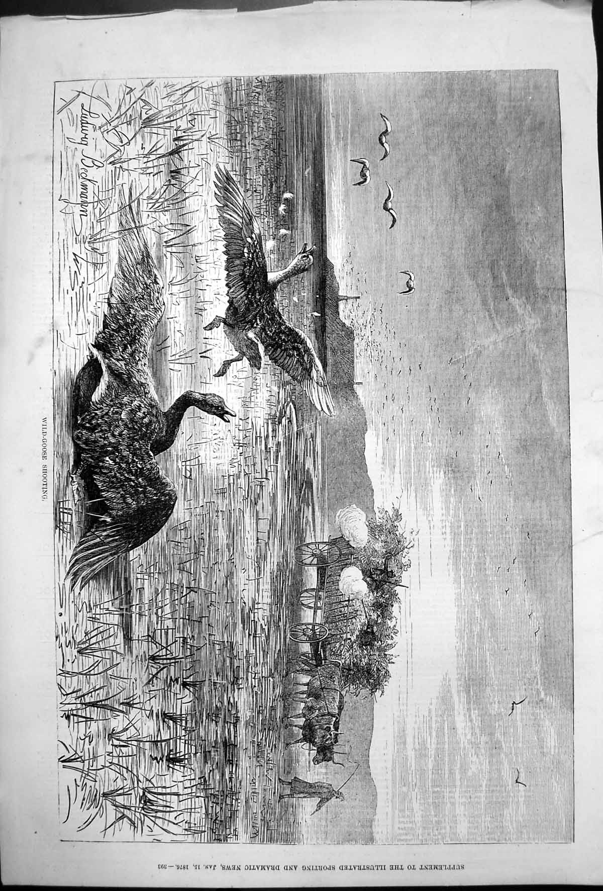 Original Old Antique Print Wild Goose Shooting Shooters Hiding Cart Straw 1876