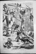 Original Old Antique Print Pepper Birds Gardens Zoological Society Berlin 1876