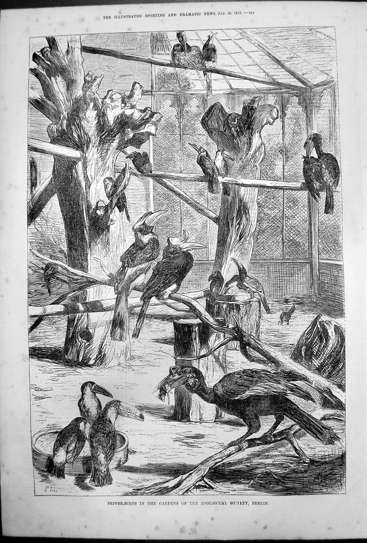 Original Old Antique Print Pepper Birds Gardens Zoological Society Berlin 1876