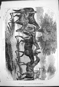 Old Belgravian Mothers J Sturgess Horses Martinique Jocosa Circe 1876 Victorian