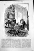 Original Old Antique Print Strange Dog John Davisdel Wet Dog Girl Rug 1876 19th