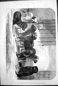 Old Print Rev J Cumming Macdonas Rough Coated St Bernards Aip Hedwig 1876 19th