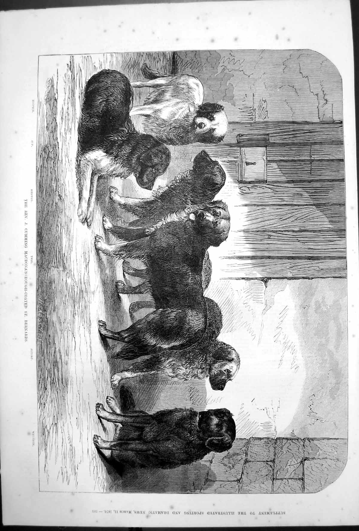 Old Print Rev J Cumming Macdonas Rough Coated St Bernards Aip Hedwig 1876 19th