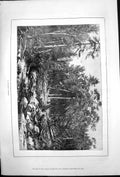 Original Old Antique Print Russian Forest Trees Fallen Brook 1878 Victorian