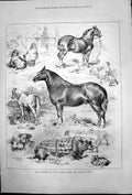 Original Old Antique Print Prize Winners Dunmow Cattle Poultry Show 1878 19th