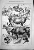 Antique Print Prize Winners Bath West England Agricultural Show Oxford 1878