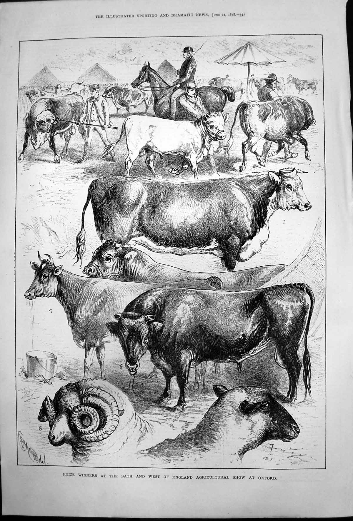 Antique Print Prize Winners Bath West England Agricultural Show Oxford 1878