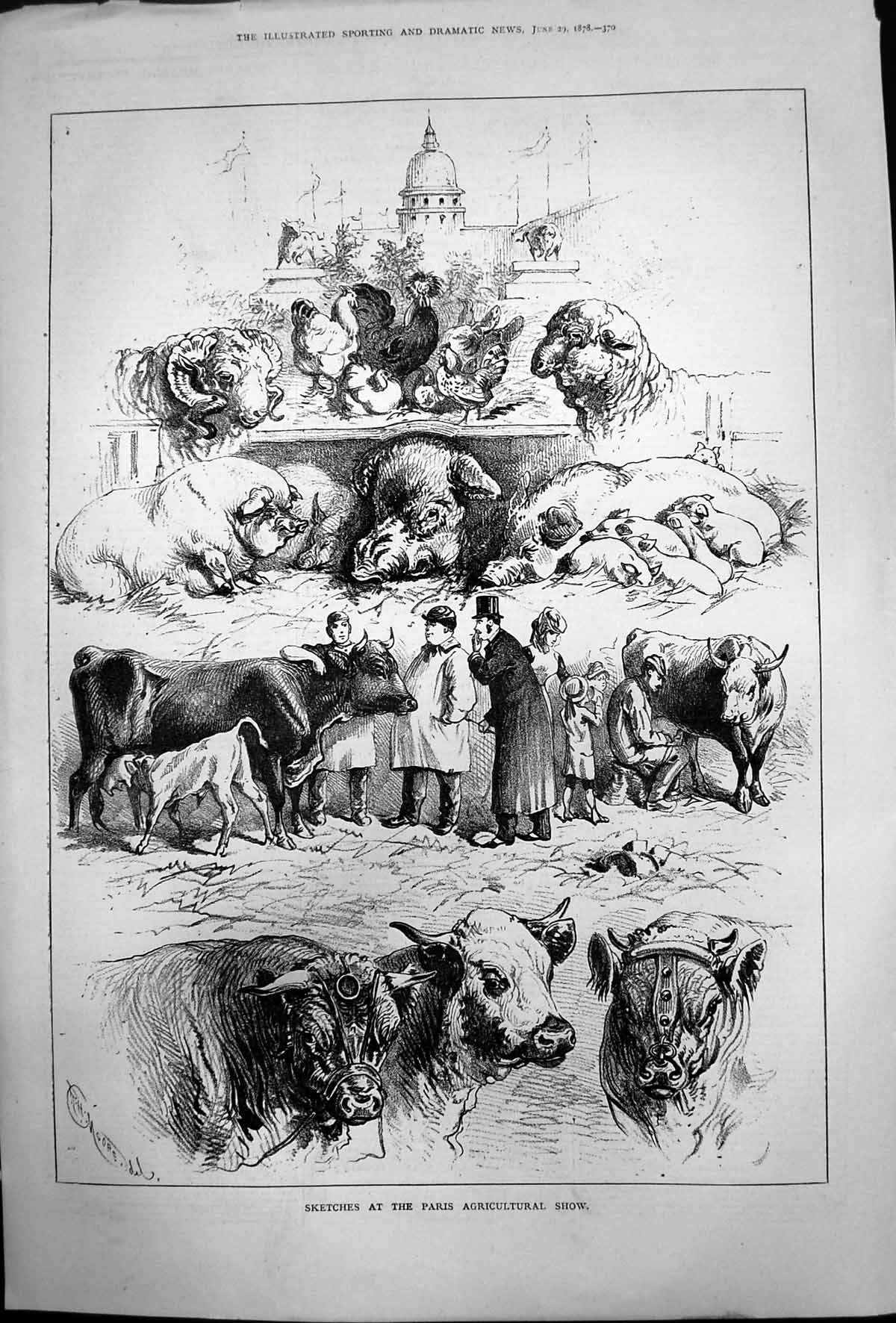 Old Print Sketches Paris Agricultural Show Sheep Cattle Pigs Poultry 1878 19th
