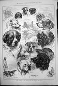 Old Antique Print Prize Winners Kennel Club Dog Show Palace A Strutt 1878 19th