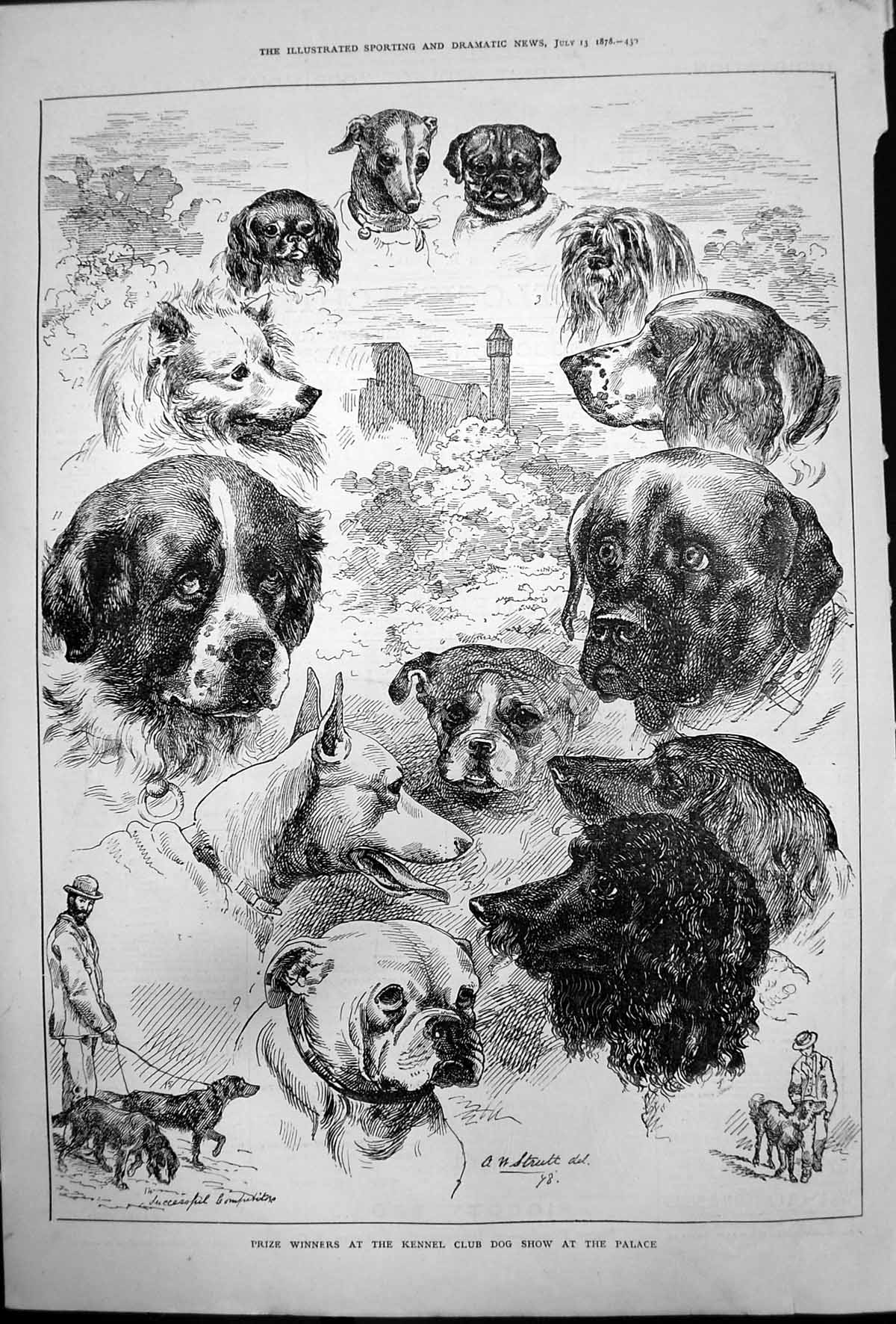 Old Antique Print Prize Winners Kennel Club Dog Show Palace A Strutt 1878 19th