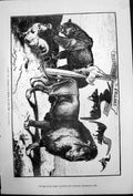 Antique Print After Congress Drama Time A V Poncy Lion Bear Hen Birds 1878 19th