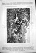 Antique Old Print Daring Intruder Hens Cockerels Barrel Intruder Gate 1878 19th