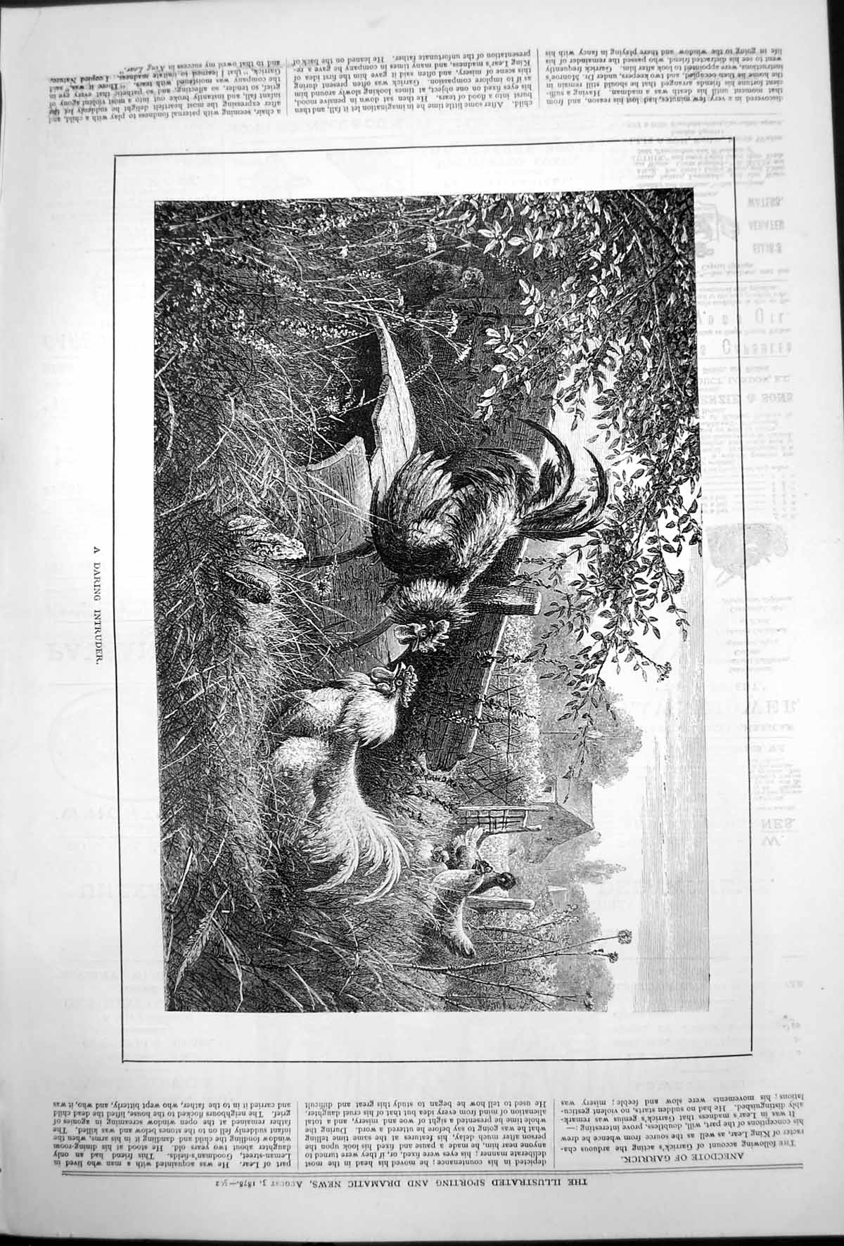 Antique Old Print Daring Intruder Hens Cockerels Barrel Intruder Gate 1878 19th