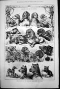 Old Prize Winners Frankfort International Dog Show Sporting Dogs 1878 Victorian